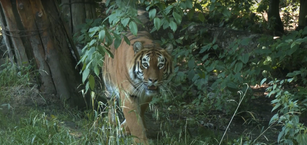 Як у рівненському зоопарку відзначили День тигра?